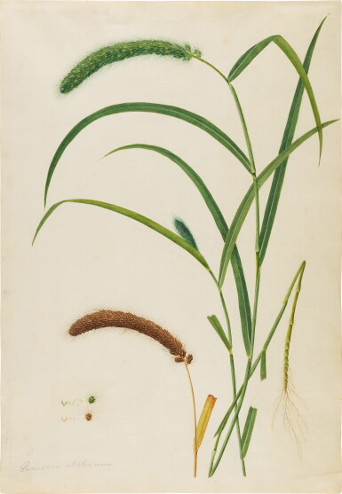 View full screen - View 1 of Lot 68. A study of Foxtail Millet (Panicum Italicum), India, Company School, early 19th Century.