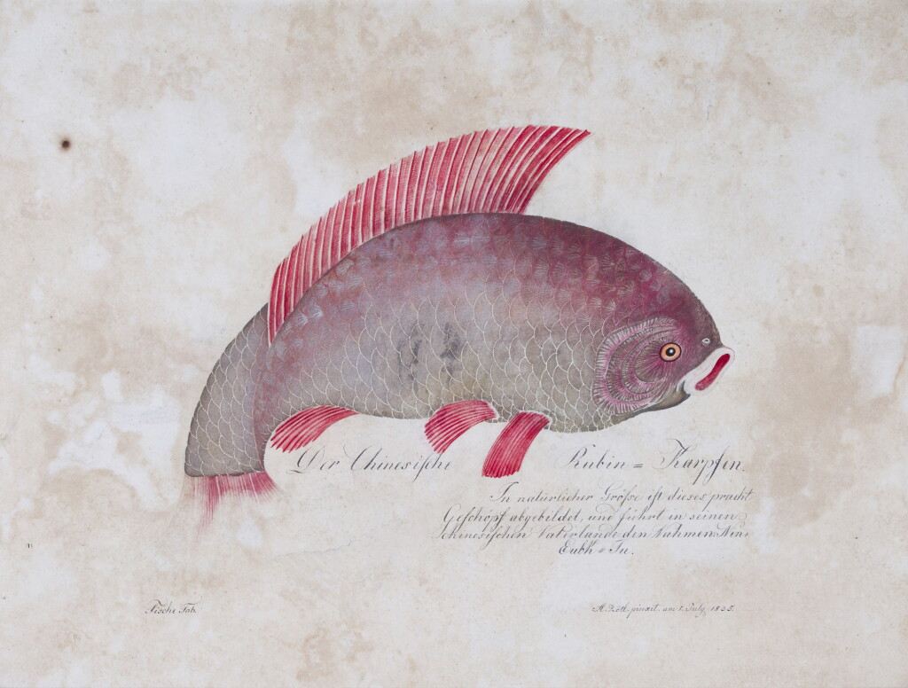 View full screen - View 1 of Lot 564. ALOYS ZÖTL | Study of an Asian 'Ruby' carp.