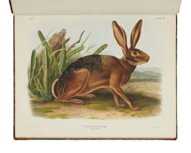 View full screen - View 1 of Lot 1018. Audubon, John James | A handsome copy of The Viviparous Quadrupeds of North America.