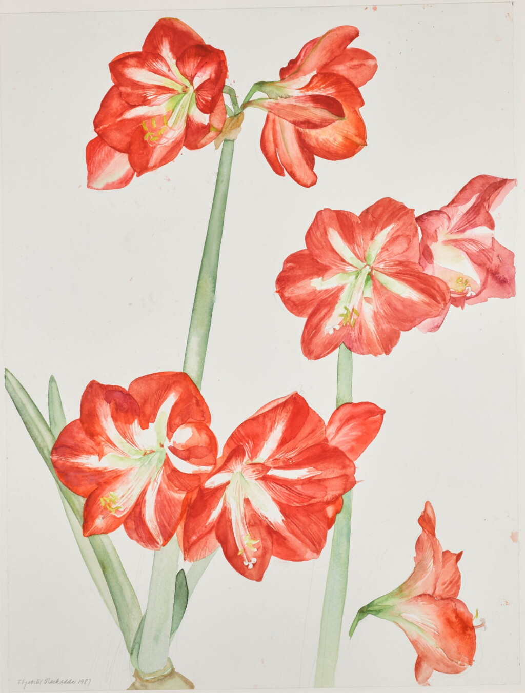 View full screen - View 1 of Lot 75. Amaryllis.