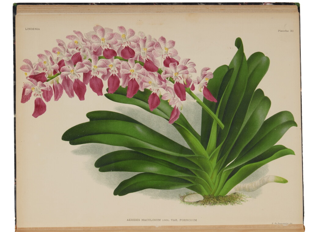 View full screen - View 1 of Lot 1118. Linden, Jean Jules, et al | A complete set of this stunning work on orchids.