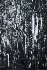 WOLFGANG TILLMANS | TREES, 2008