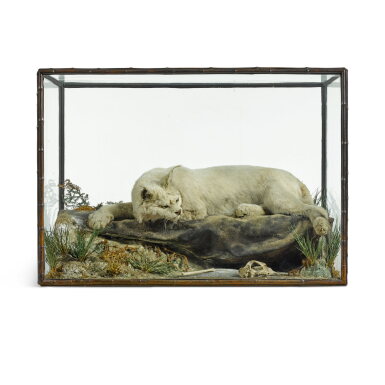 View full screen - View 1 of Lot 109. A Eurasian Lynx (Lynx lynx) by Rowland Ward of Piccadilly London, circa 1890.
