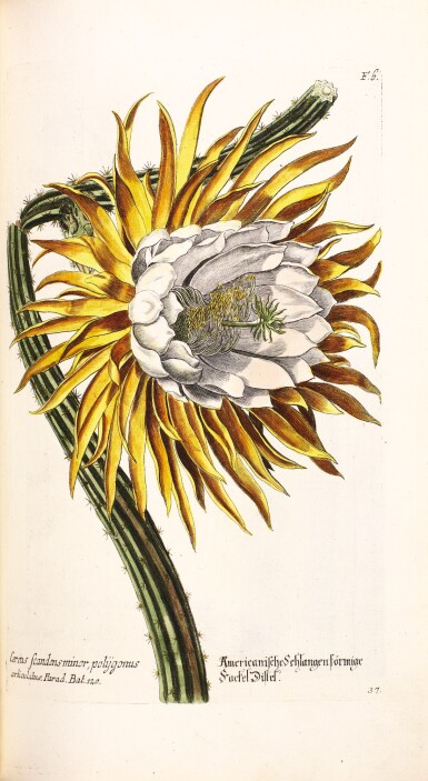 View full screen - View 1 of Lot 25. Knorr | Thesaurus rei herbariae hortensique universalis, 1788-1789, 2 volumes.