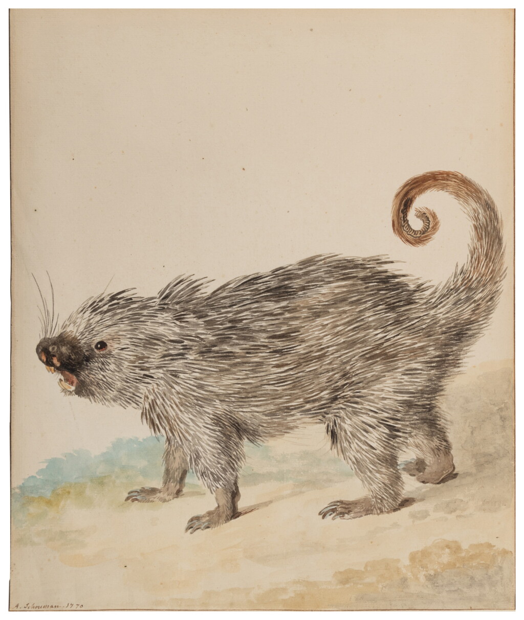 View full screen - View 1 of Lot 287. A Kind of Porcupine.