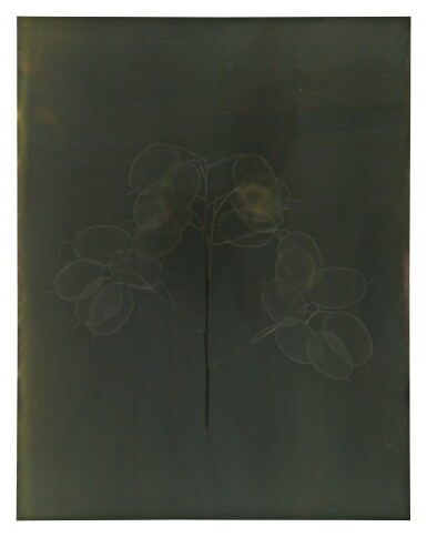 View full screen - View 1 of Lot 59. ADAM FUSS | UNTITLED (HONESTY PLANT).