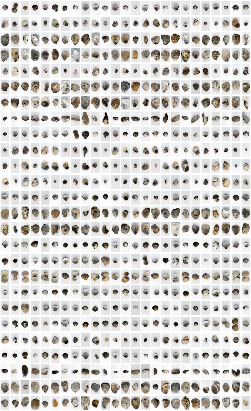 View full screen - View 1 of Lot 10. The Shell Record.