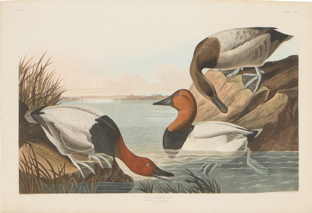 View full screen - View 1 of Lot 185. Canvas-Backed Duck (Plate CCCI).