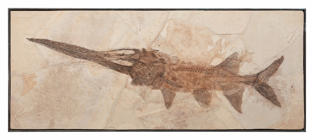 View full screen - View 1 of Lot 34. A RARE FOSSIL PADDLEFISH.