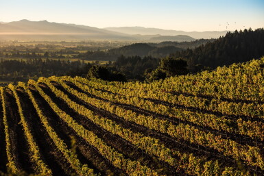 View full screen - View 1 of Lot 494. Mixed Napa Cabernet 2010 - 2014 (6 BT).