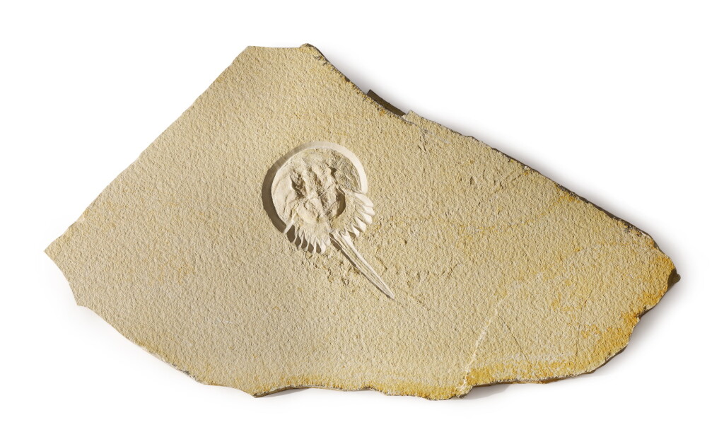View full screen - View 1 of Lot 38. A JURASSIC HORSESHOE CRAB WITH NATURAL TRACKWAY.