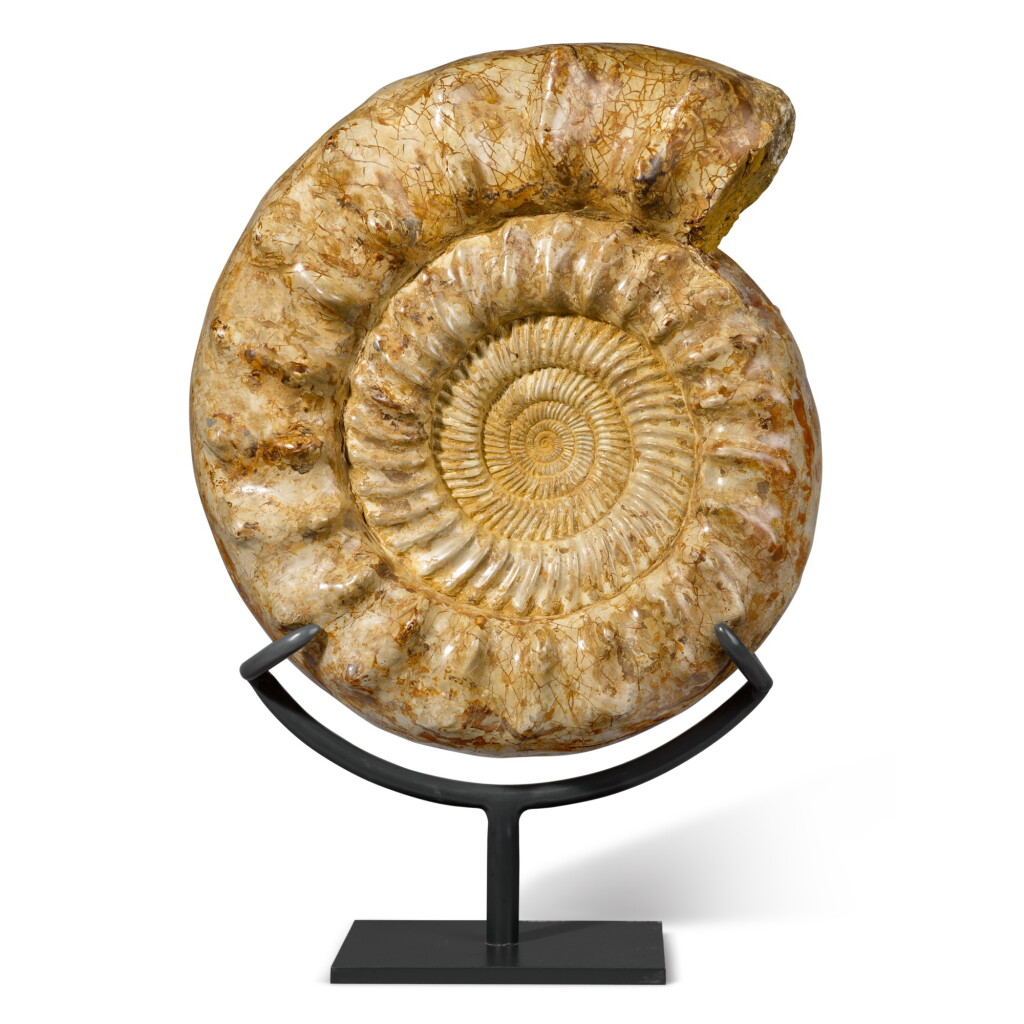 View full screen - View 1 of Lot 20. Large Kranaosphinctes Ammonite.