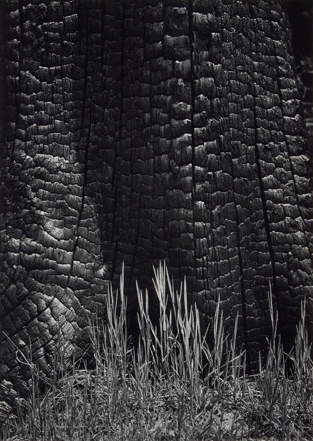 View full screen - View 1 of Lot 72. ‘Burnt Stump and New Grass, Sierra Nevada’.