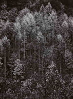 Dawn, Autumn Forest, Great Smoky Mountains National Park, Tennessee