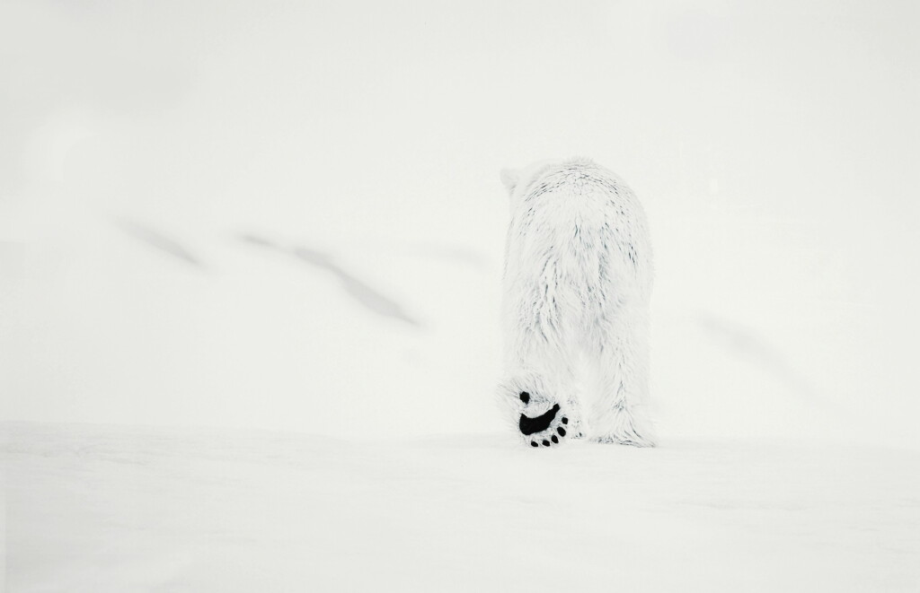 View full screen - View 1 of Lot 90. DAVID YARROW | 78 DEGREES NORTH, SVALBARD, NORWAY.