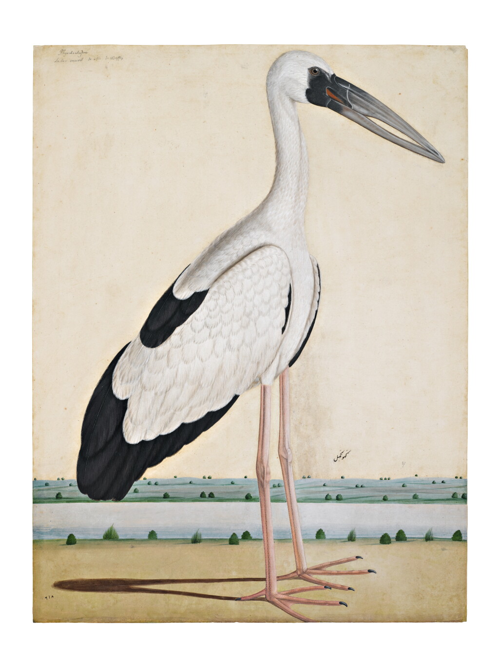 View full screen - View 1 of Lot 130. An Asian Openbill Stork (Anastomus Oscitans) in a landscape, India, Company School, Lucknow, circa 1780.