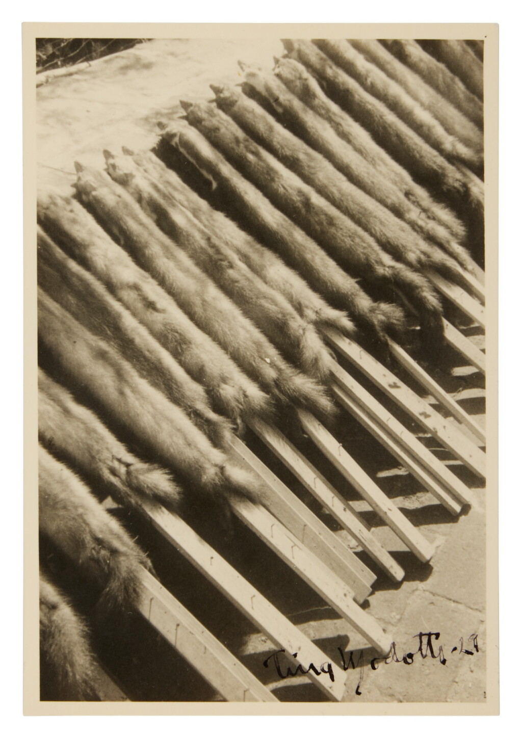 View full screen - View 1 of Lot 106. Fox Skins on Sticks.