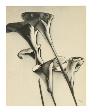 View full screen - View 1 of Lot 16. Calla Lilies.
