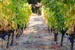 Veeder House, Cabernet Sauvignon, Mt. Veeder, Napa Valley 2009 (36 BT)