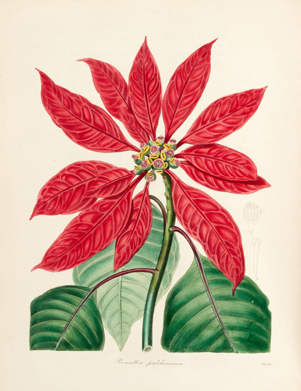 View full screen - View 1 of Lot 428. Benjamin Maund and J.S. Henslow | The Botanist, London, 1837-42, 5 volumes, contemporary red half morocco.