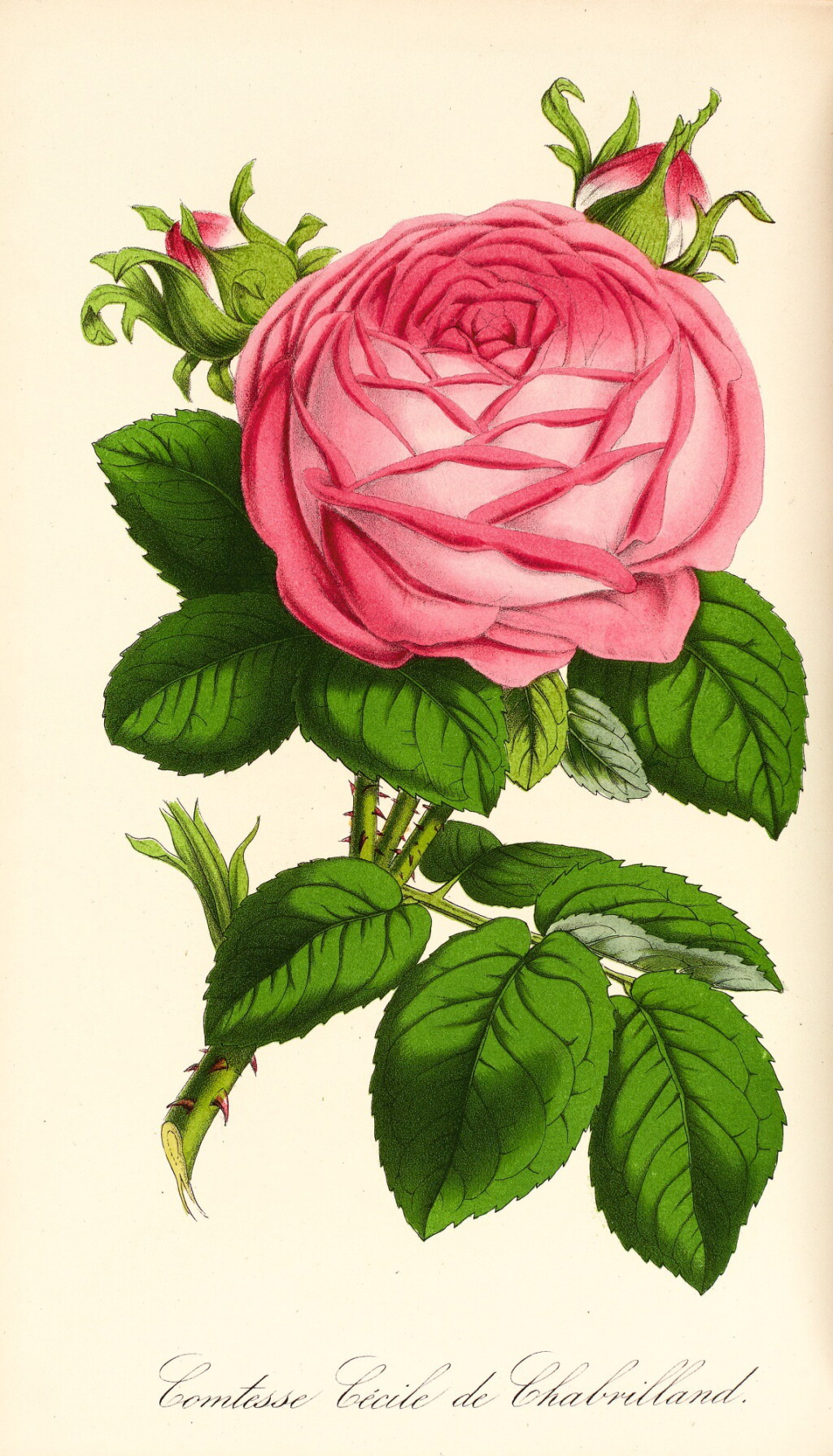 View full screen - View 1 of Lot 346. L'Horticulteur practicien revue de l'horticulture francaise et etrangeres. 1858-1862. 5 volumes.