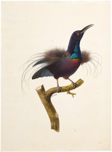 View full screen - View 1 of Lot 113. JACQUES BARRABAND | MAGNIFICENT RIFLEBIRD (PTILORIS MAGNIFICUS).