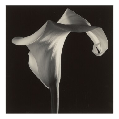 View full screen - View 1 of Lot 196. ROBERT MAPPLETHORPE | 'CALLA LILY'.