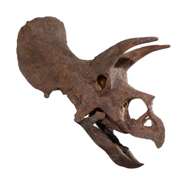 View full screen - View 1 of Lot 1. An Exceptional, Very Complete Triceratops Skull.