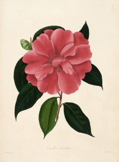 View full screen - View 1 of Lot 34. Chandler and Booth | Illustrations and descriptions... Camellieae, London, 1831, Chandler's own copy.