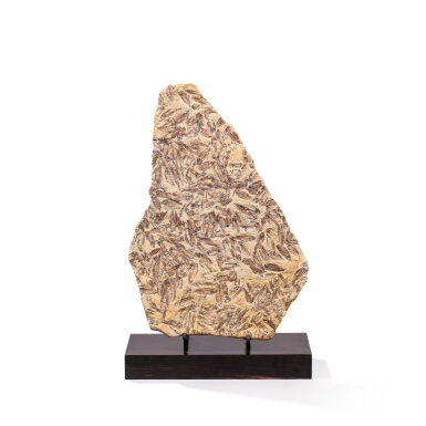 View full screen - View 1 of Lot 122. Fossil Fish Mass Mortality Plaque.