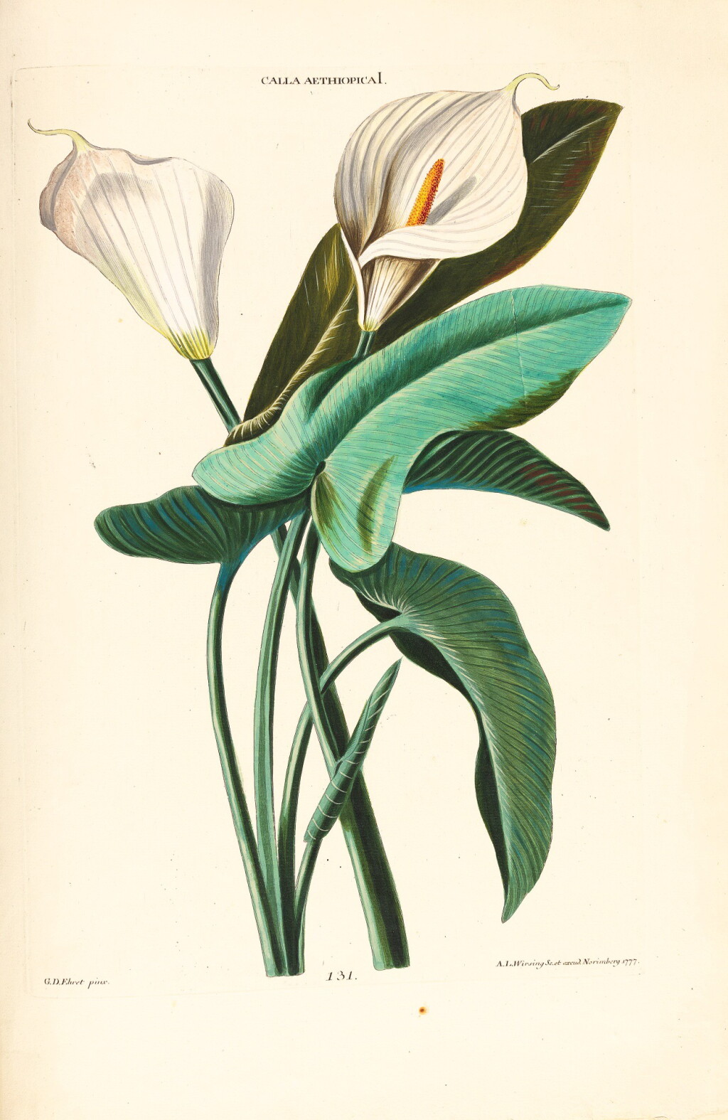View full screen - View 1 of Lot 52. Trew | Hortus Nitidissimis, 1750-1786.