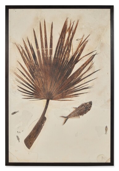 View full screen - View 1 of Lot 216. Fossil Palm Frond with Fish — Green River Formation.