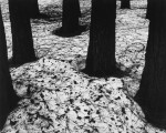 Pines in Snow