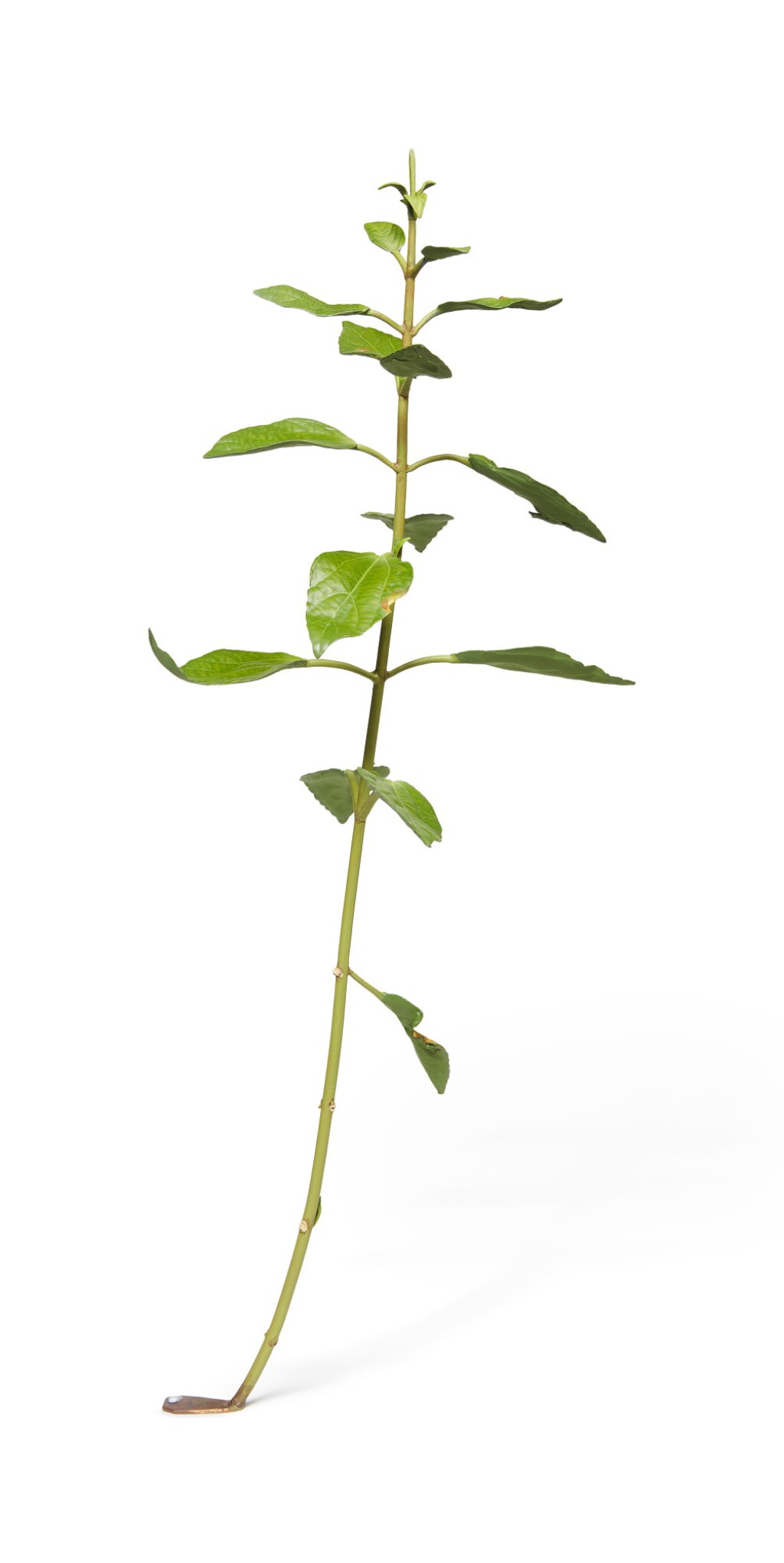 View full screen - View 1 of Lot 258. TONY MATELLI | WEED #285.