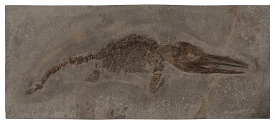 View full screen - View 1 of Lot 4. Marine Reptile Fossil (Ichthyosaur) — Juvenile Specimen.