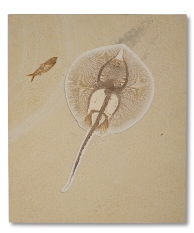 View full screen - View 1 of Lot 18. Fossil Stingray with Fish.