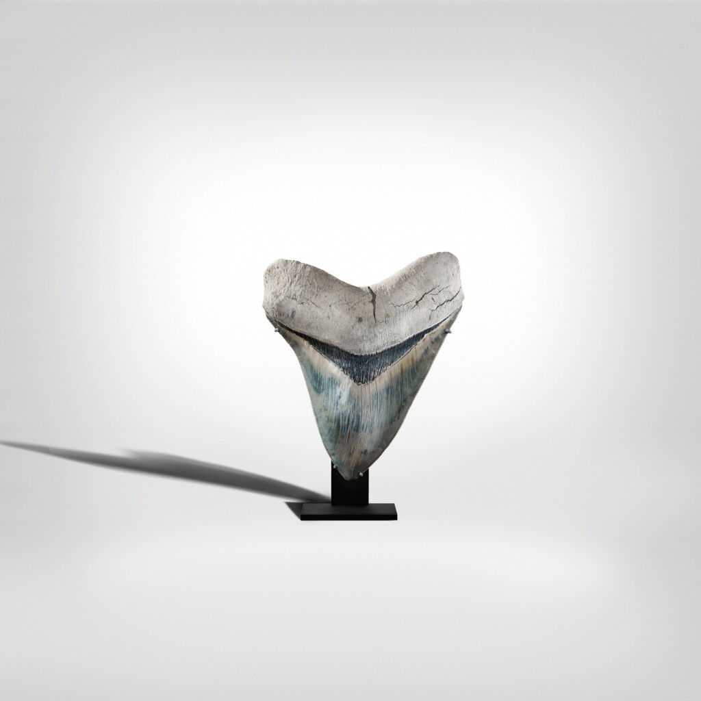 View full screen - View 1 of Lot 53. Megalodon Shark Tooth.