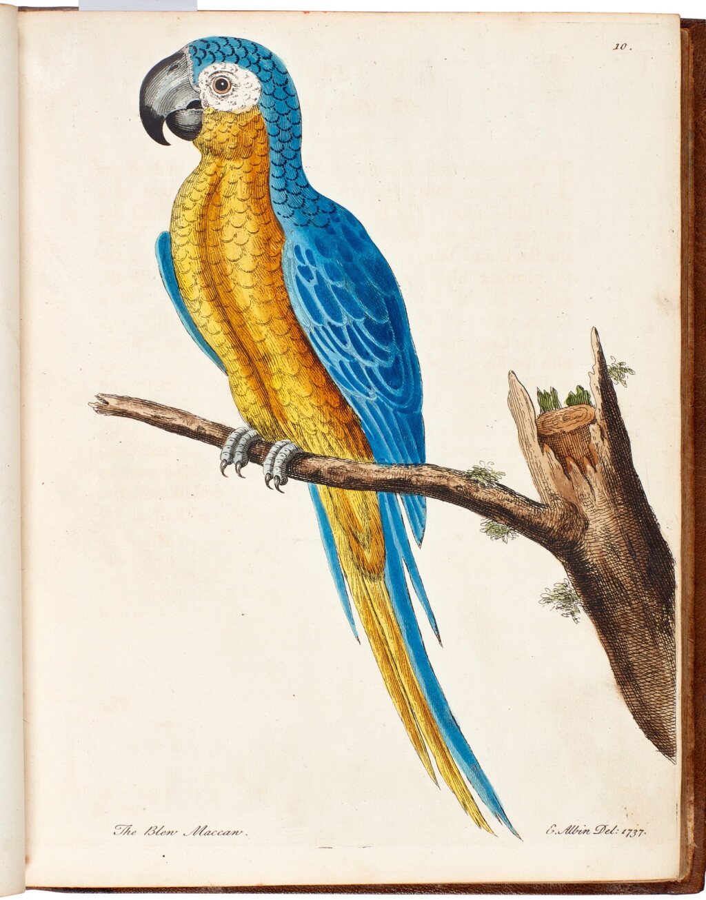 View full screen - View 1 of Lot 1. Eleazar Albin | A Natural History of Birds, 1738-40, 3 volumes.
