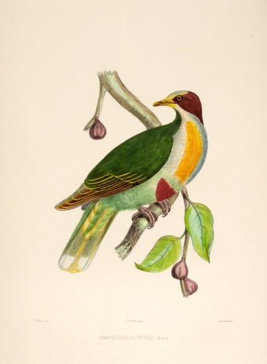 View full screen - View 1 of Lot 27. Charles Lucien Bonaparte | Iconographie des Pigeons non figures par Mme Knip, Paris, 1857.