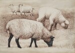 Studies of Sheep III
