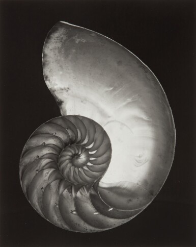 View full screen - View 1 of Lot 124. Nautilus Shell.