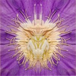 Clematis