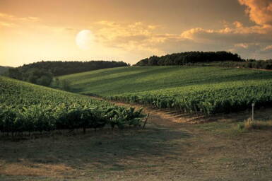 View full screen - View 1 of Lot 270. Tignanello 2013 (4 BT).