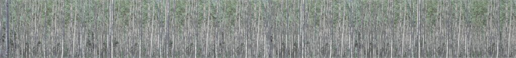 View full screen - View 1 of Lot 25. Aspen.