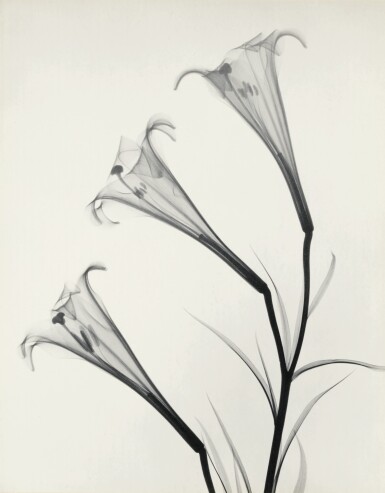 View full screen - View 1 of Lot 15. DR. DAIN L. TASKER | 'FORMOSUM LILY'.