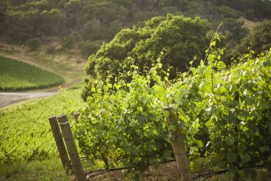 View full screen - View 1 of Lot 45. Kenzo Estate | Michelin Star Kaiseki Bento + Wine Pairing 2019 .