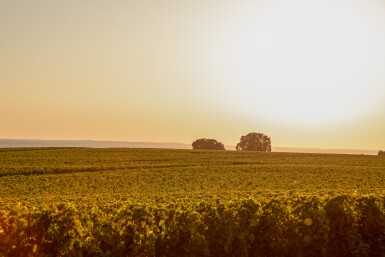 View full screen - View 1 of Lot 333. Château Troplong Mondot 2012 (12 BT).