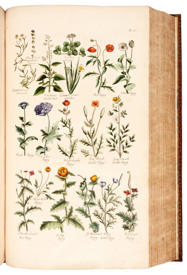 View full screen - View 1 of Lot 23. John Hill | The British Herbal, 1756.