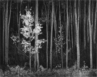View full screen - View 1 of Lot 77. Aspens, Northern New Mexico (from Portfolio VII).