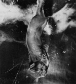 Bottle Melted and Deformed by Atomic Bomb Heat, Radiation and Fire, Nagasaki